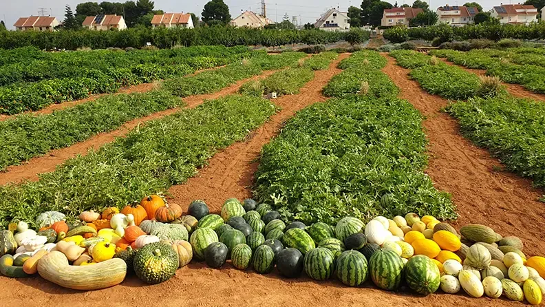 Agricultores, técnicos y empresarios del sector conocen de primera mano los proyectos e investigaciones en marcha en la Jornada de Puertas Abiertas del Centro de Experiencias de Cajamar en Paiporta 