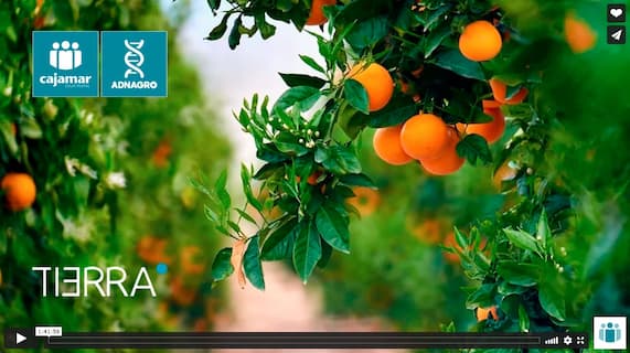 Naranjas en un invernadero