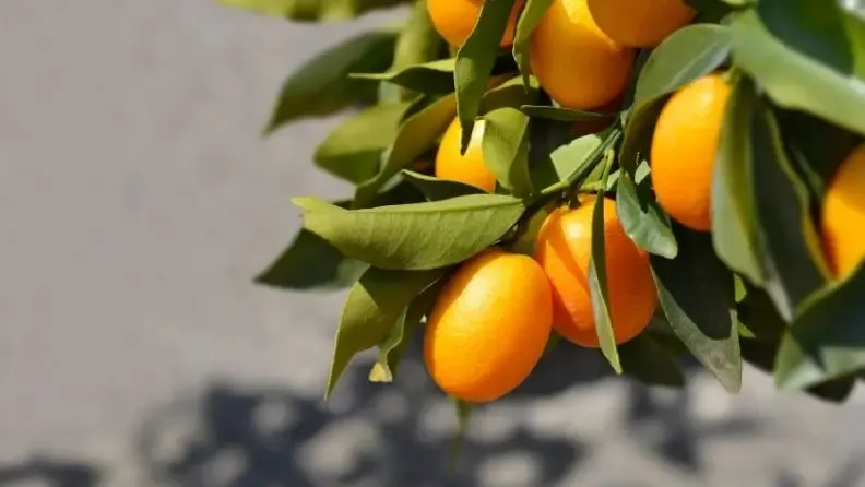 Características y cultivo del Kumquat en Andalucía, foto en la que se ve la fruta del kumquat en su rama