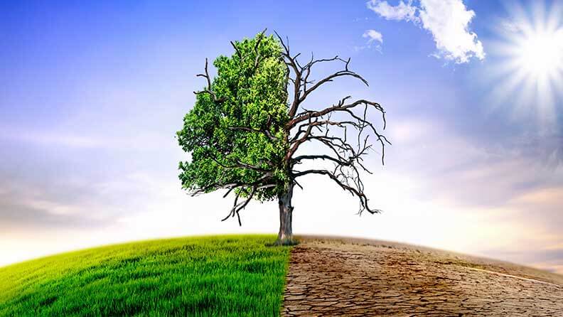 Imagen de un arból en un prado con el antes y después de los efectos del cambio climático