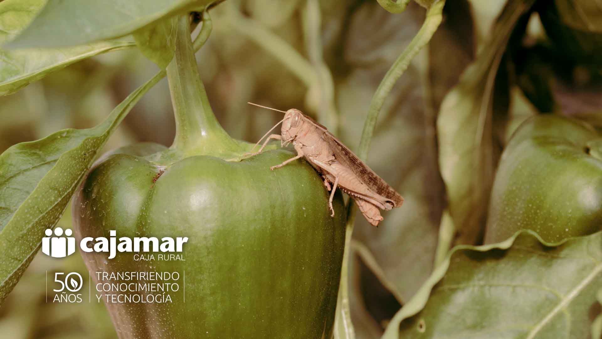 Saltamones sobre un pimiento en el interior de un cultivo de invernadero en Almería.
