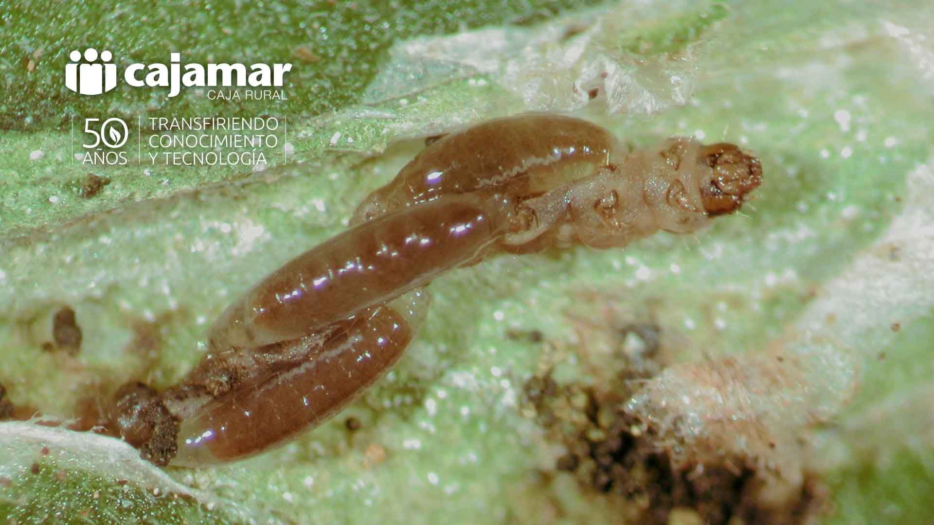 Larva de la polilla de tomate, parasitado por Necremnus tutae.