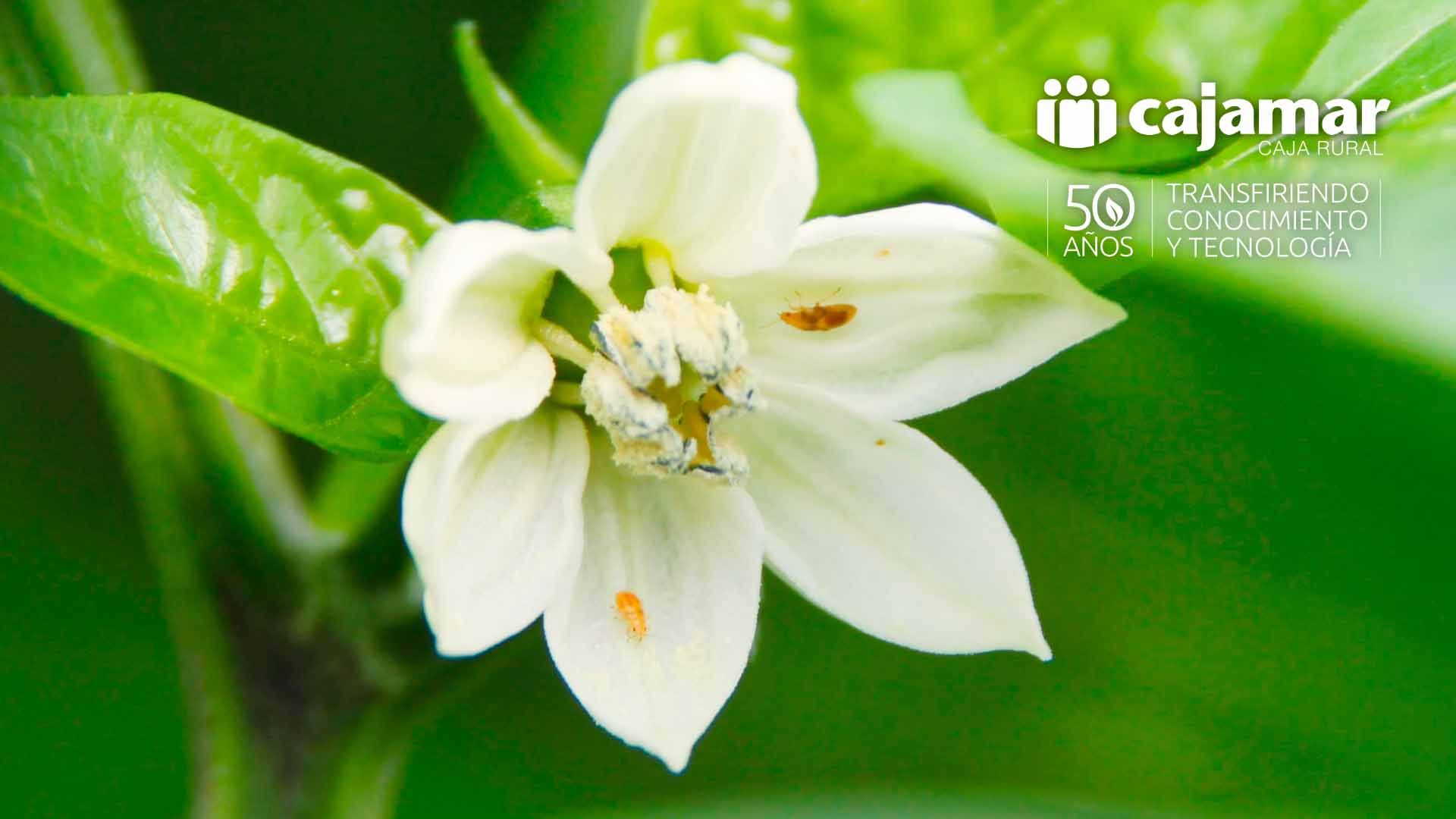 Flor de pimiento con Orius laevigatus.
