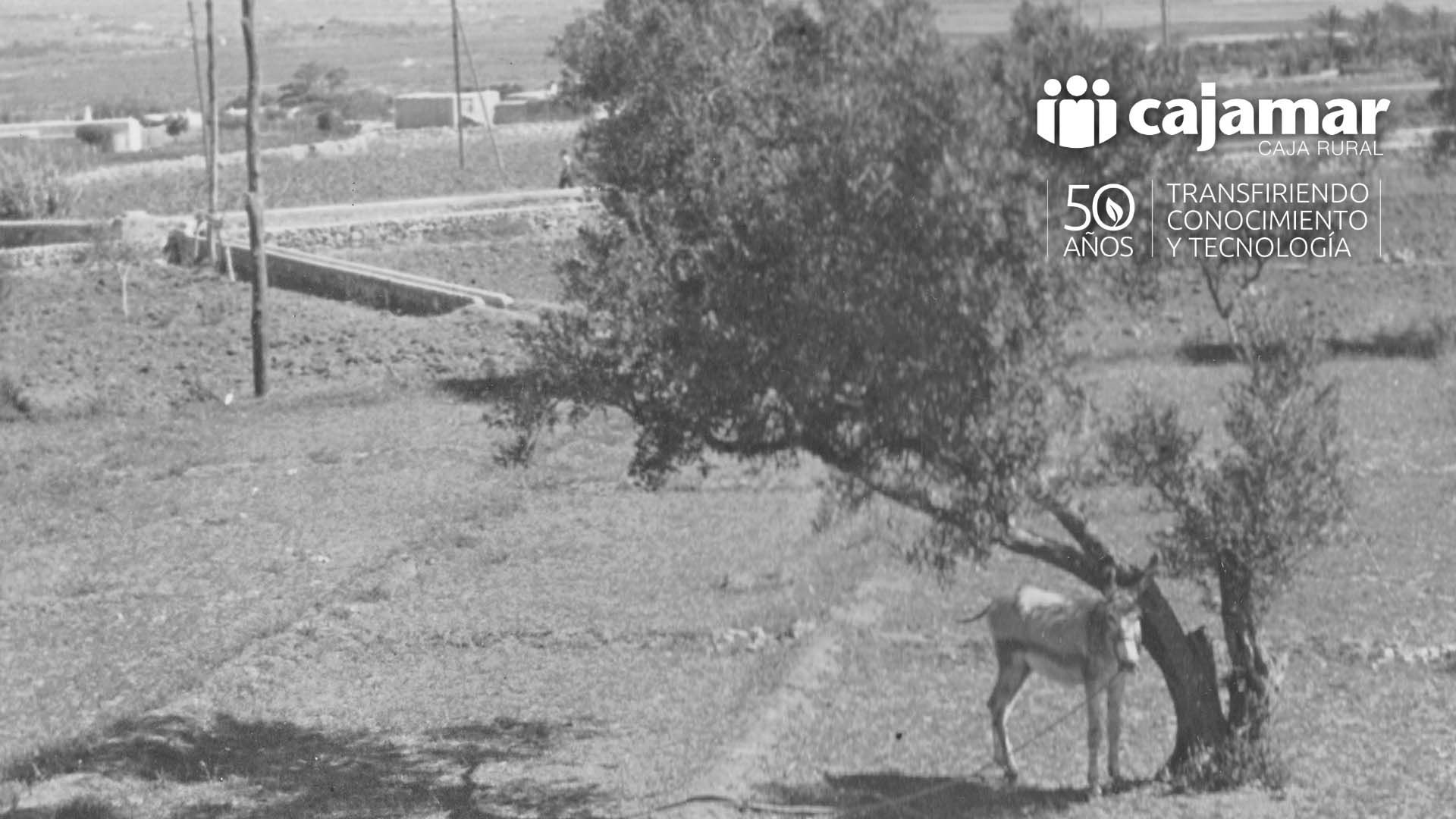 Almería en los años 40