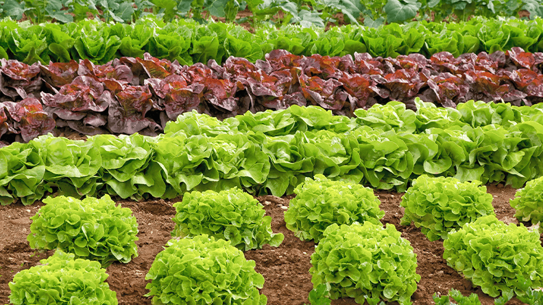 Cultivo de lechuga al aire libre