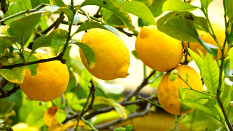 En la comercialización y transformación de cítricos también se producen subproductos