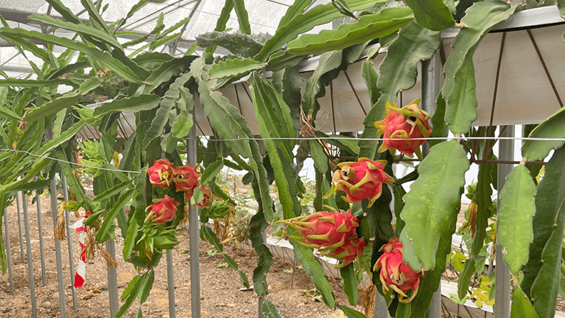 Pitaya en invernadero