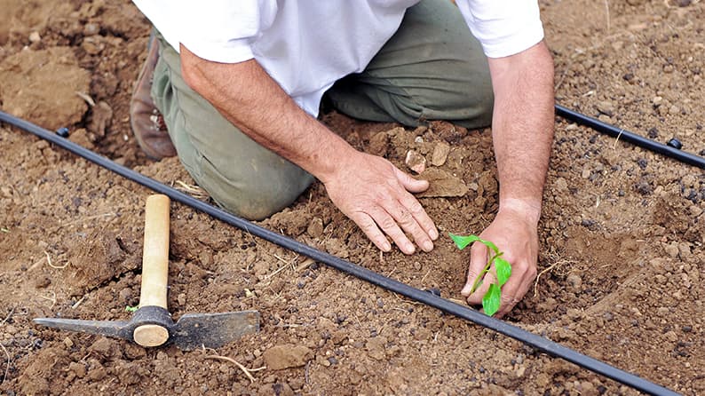 gricultor colocando un plantón en una parcela para mejorar la eficiencia del uso de agua