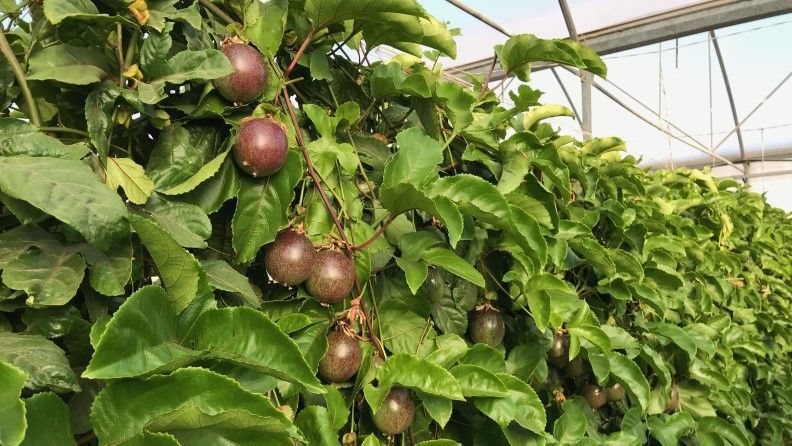 Viabilidad del cultivo de Passifloras en invernadero