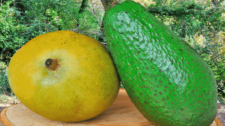 Yuca Planta Natural Descubre Los Secretos Que Esconde La Chirimoya, La Fruta Tropical Del Mes De Febrero Plantas De Arandanos