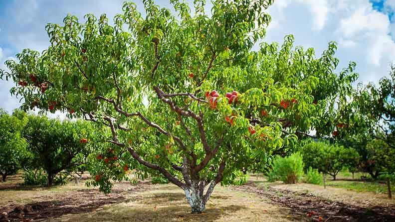 Melocotonero con sus frutos creciendo en el campo. Huerta de melocotones