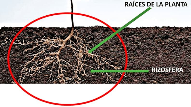  La rizósfera es la región del suelo ocupada por las raíces de las plantas