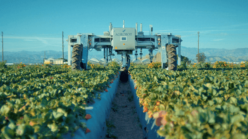 Cosechadora automática de fresas de Agrobot.