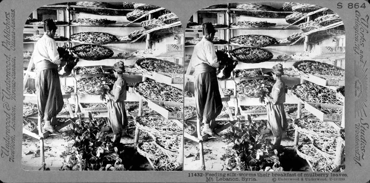 Cultivo de moreras en Líbano para la cría de gusanos de seda