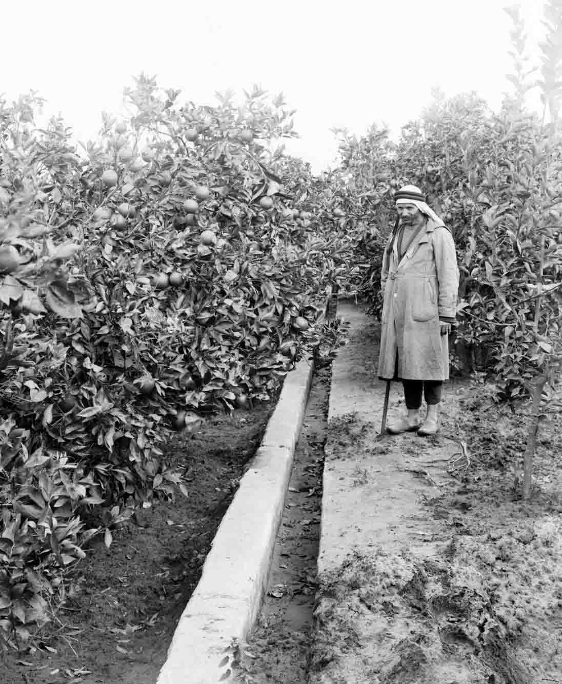 Cultivo de naranjas en Jaffa a principios del siglo XX