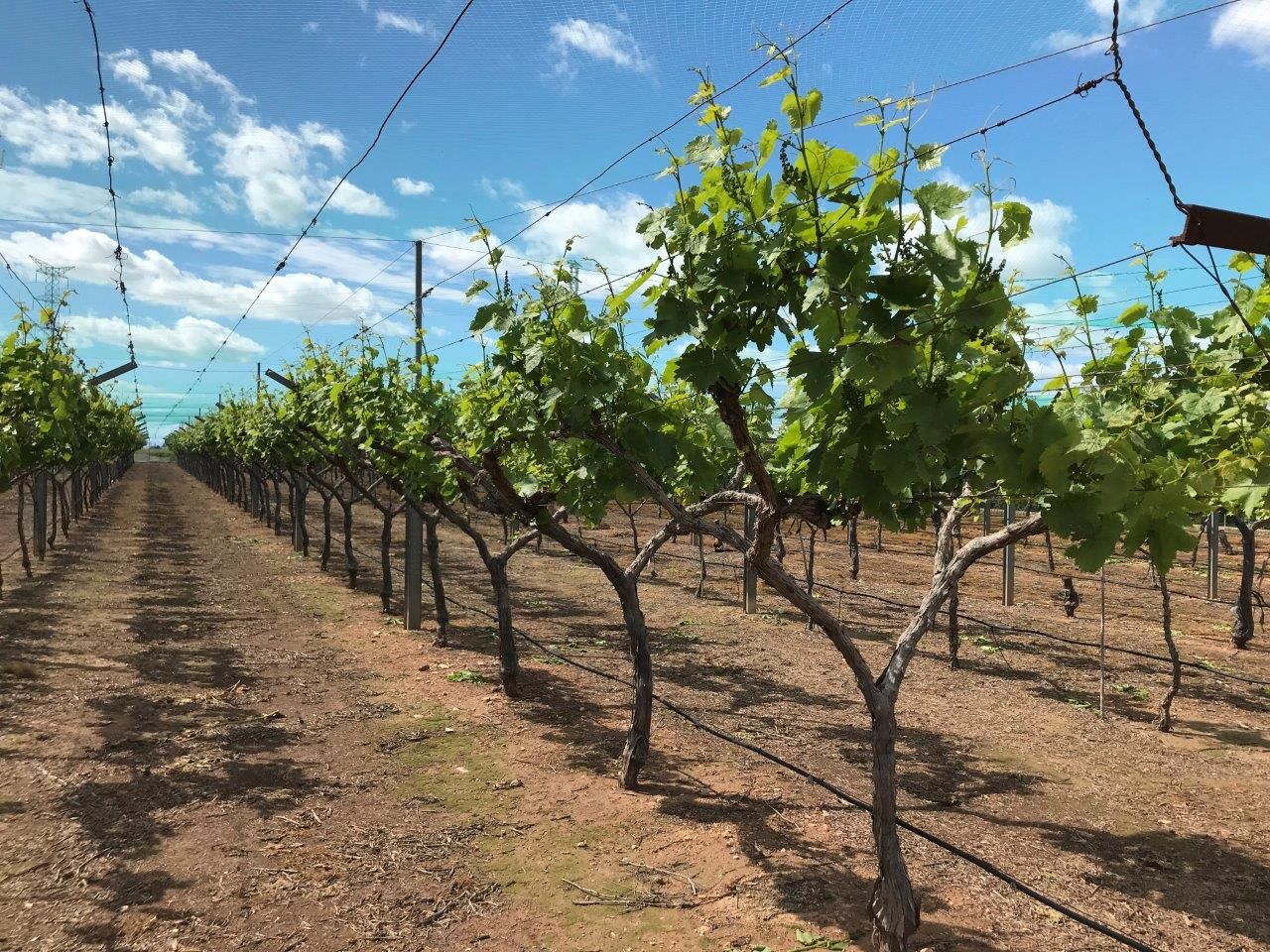 Campo de parrales en un día soleado