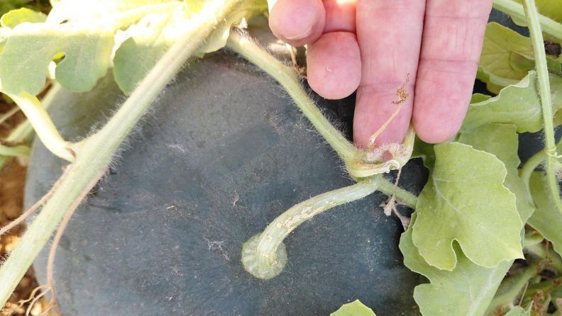 La mano de una persona sostiene un tallo de planta con una sandía.