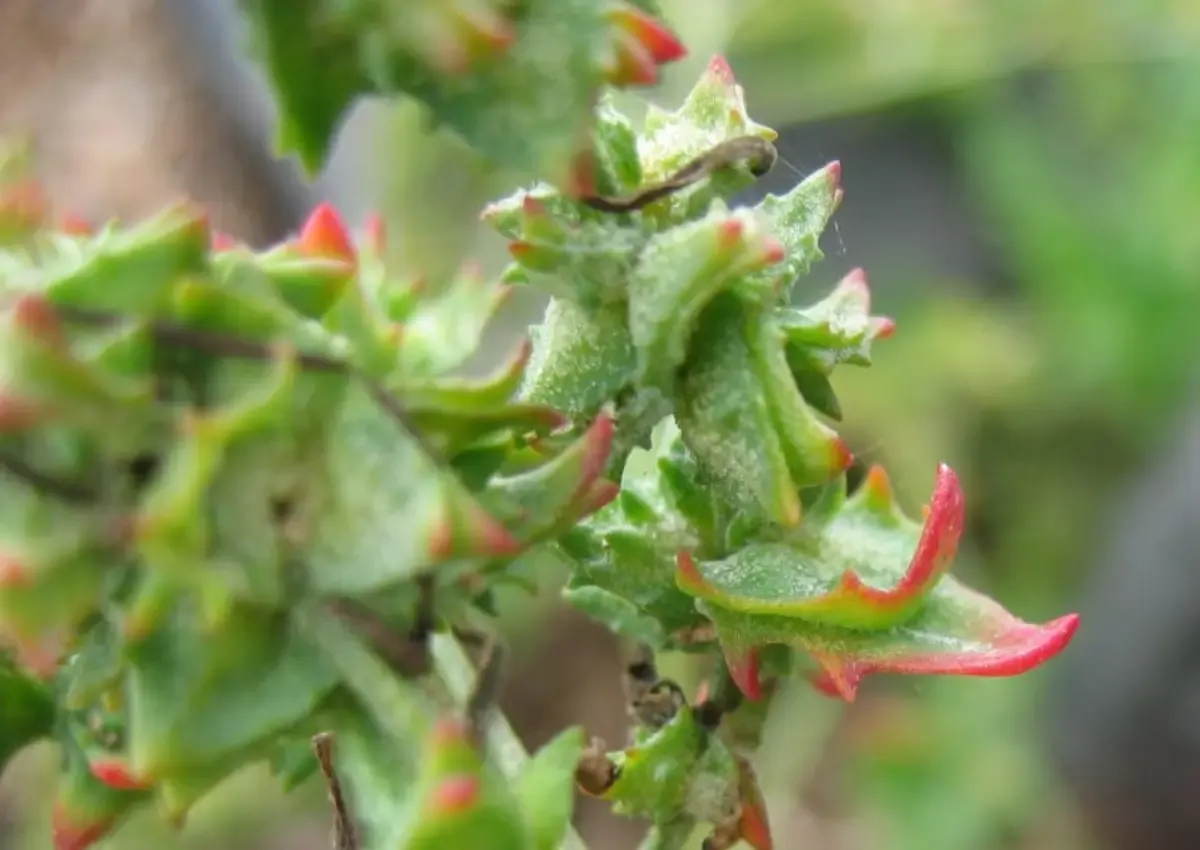 Planta halófita atriplex hamilus