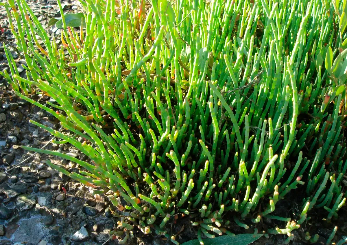 Planta halófita salicornia