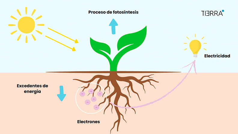 Proceso de las plantas cyborg