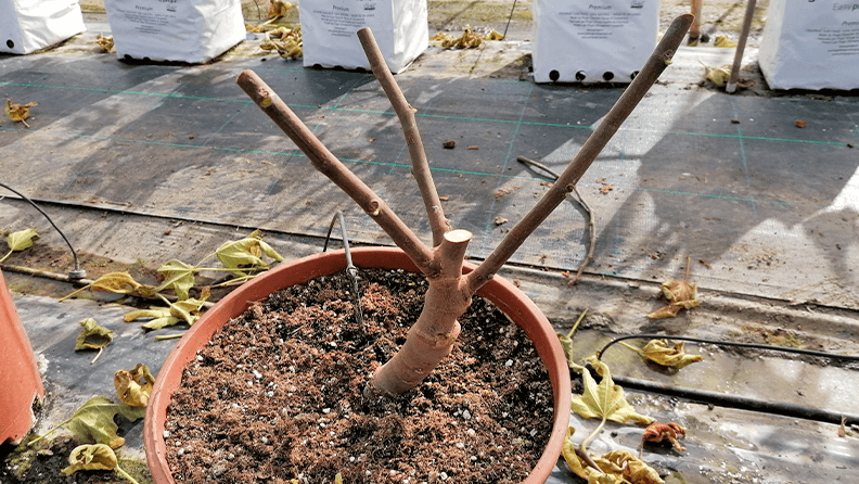 Detalle de higuera con poda en retroceso