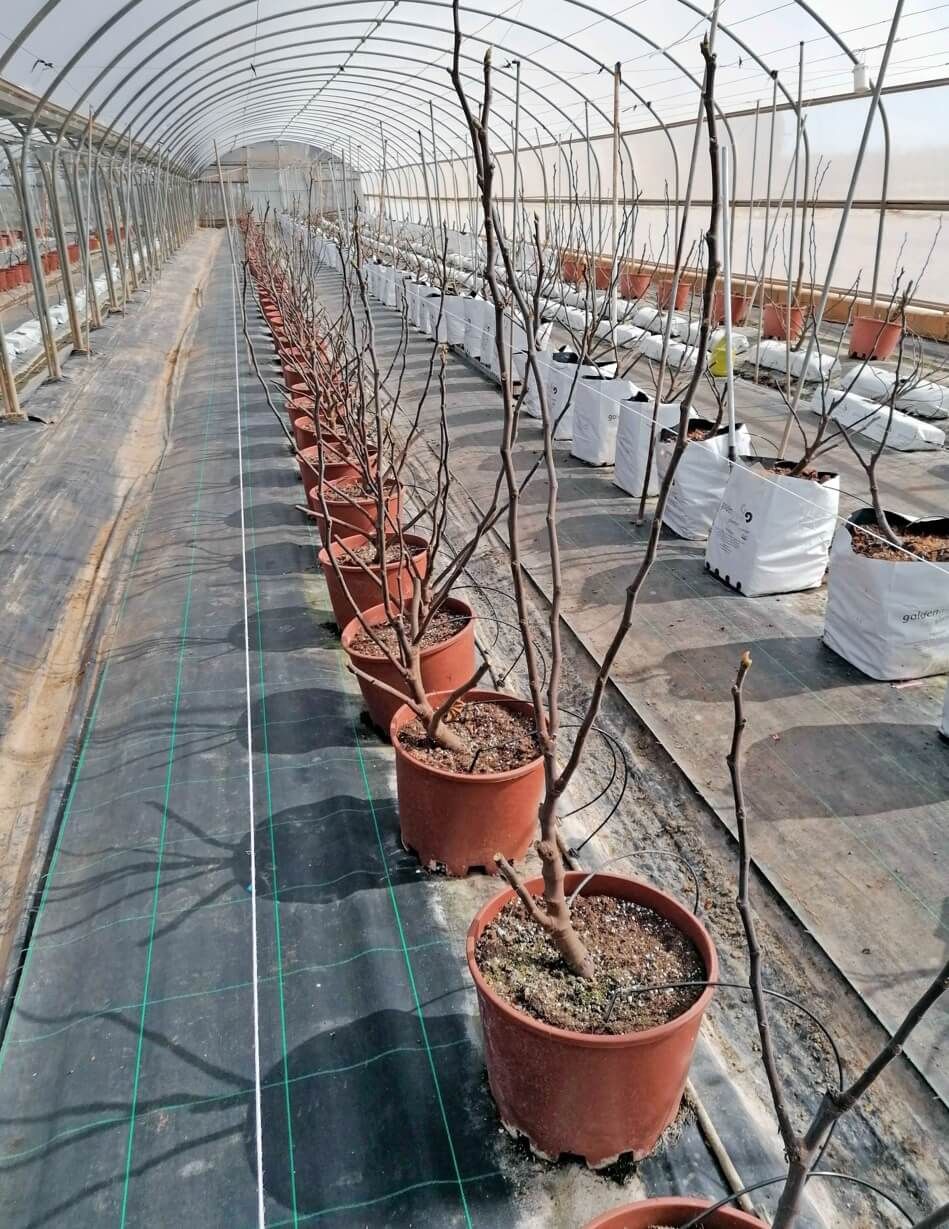 Poda larga para la producción de brevas