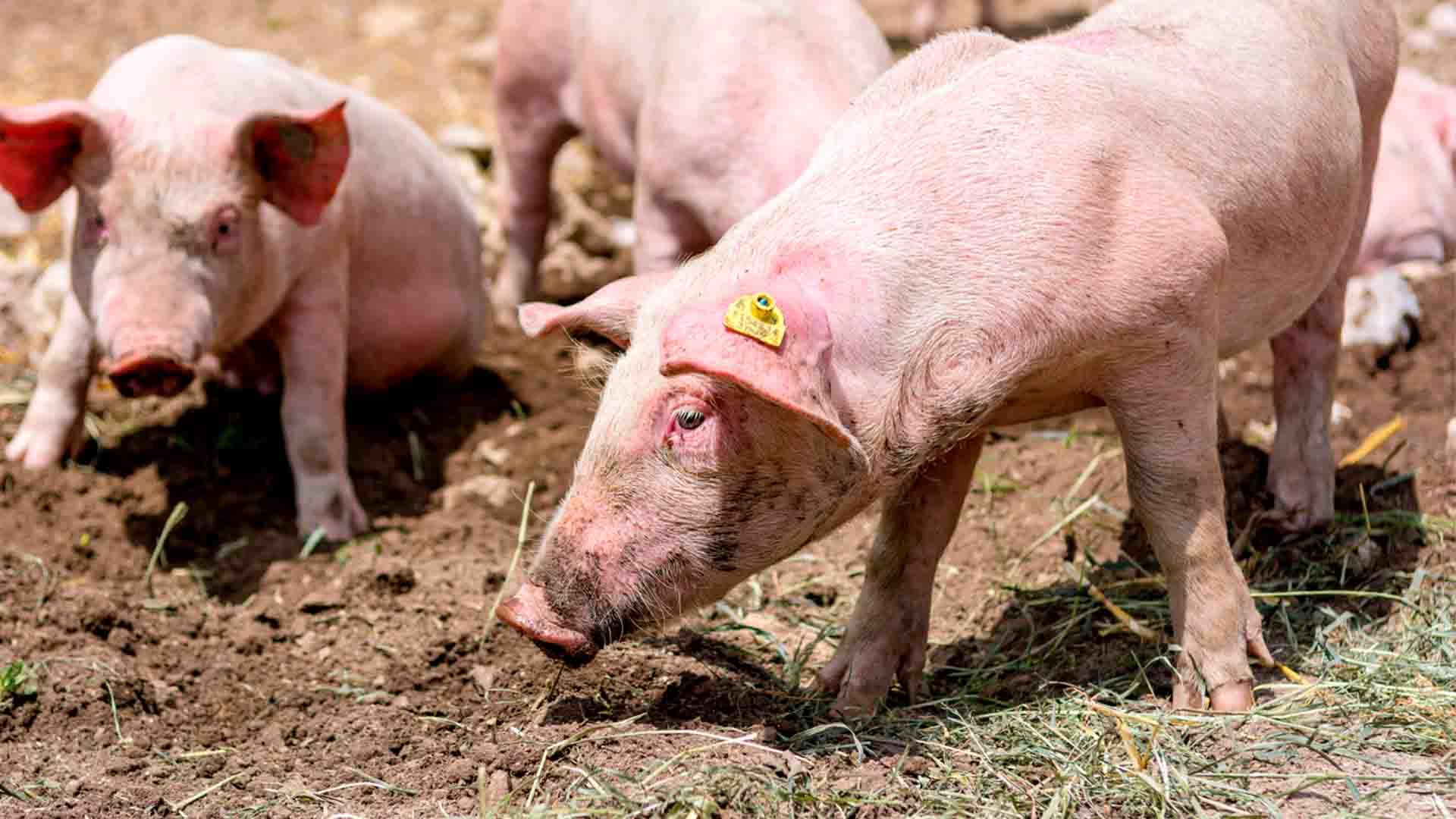 Granja porcina.