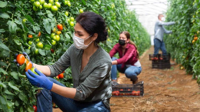 Mujeres y hombre con mascarilla en un invernadero recogiendo tomates