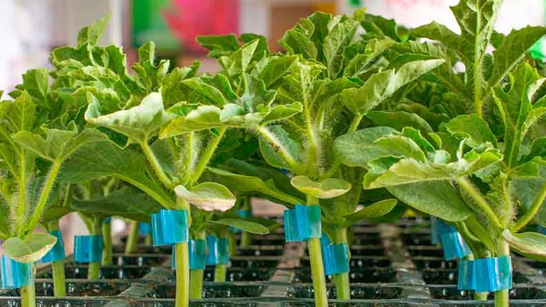 Plantas cultivadas con técnicas de injerto en horticultura