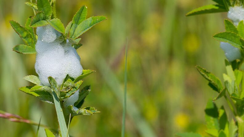 Saliva espumosa en una planta que indica la enfermedad xylella fastidiosa 