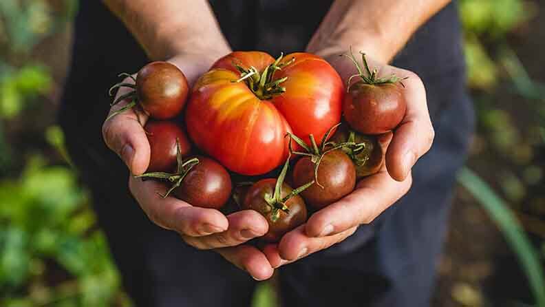 Manos de una personas sujetando tomates maduros