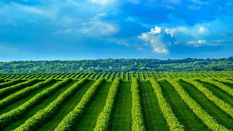 Cultivoss verdes con agricultura de conservación