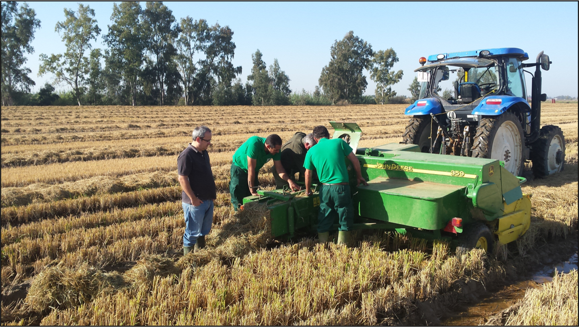 Tractor en cultivo de arroz haciendo una preuba de empacado