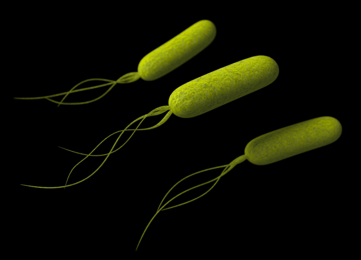 imagen que muestra bacterias pseudomonas