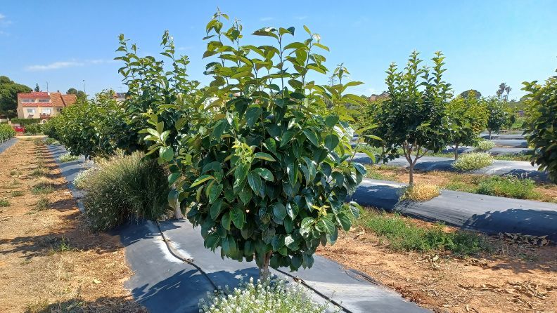 Árbol frutal maduro en un campo con cobertura negra.