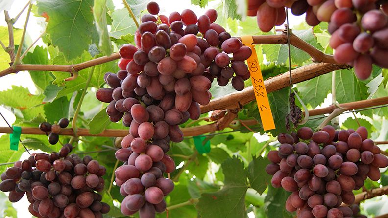 Ensayo de riego deficitario en uva