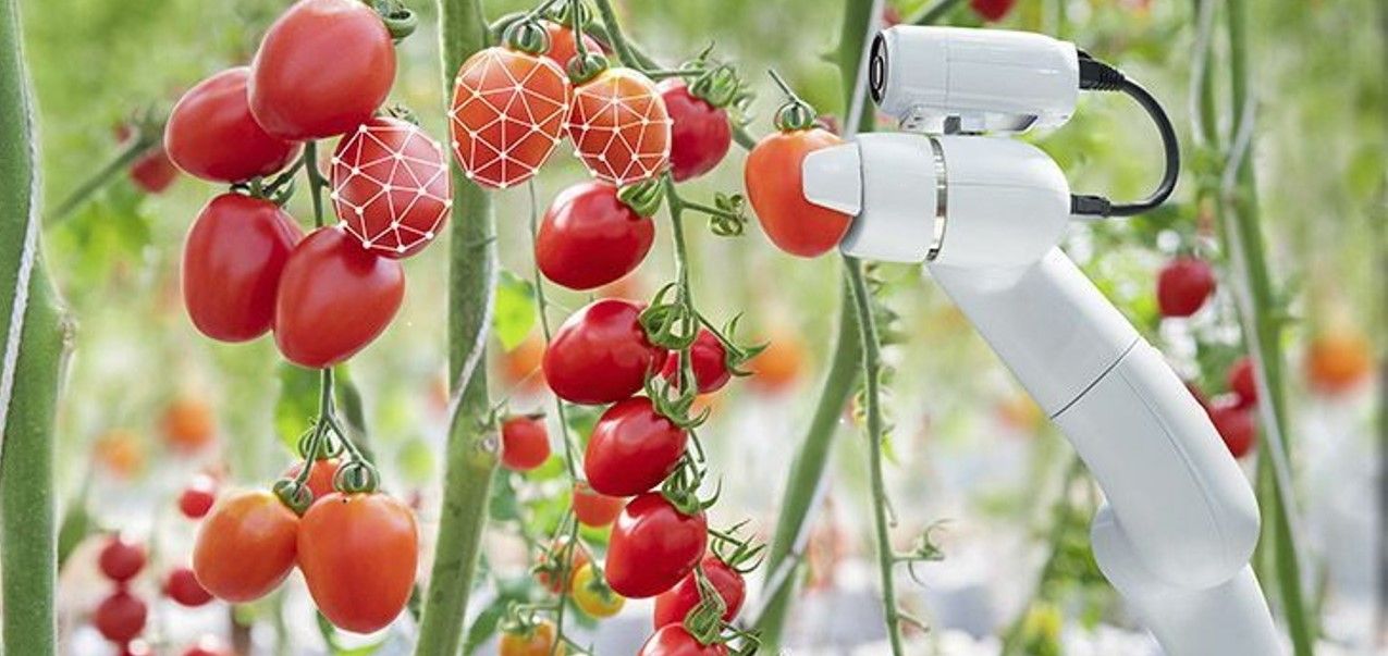 Robot recogiendo tomates