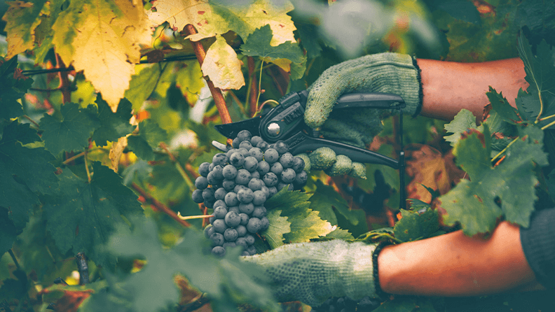 El sector vitivinícola y el cambio climático. Persona recolectando una viña