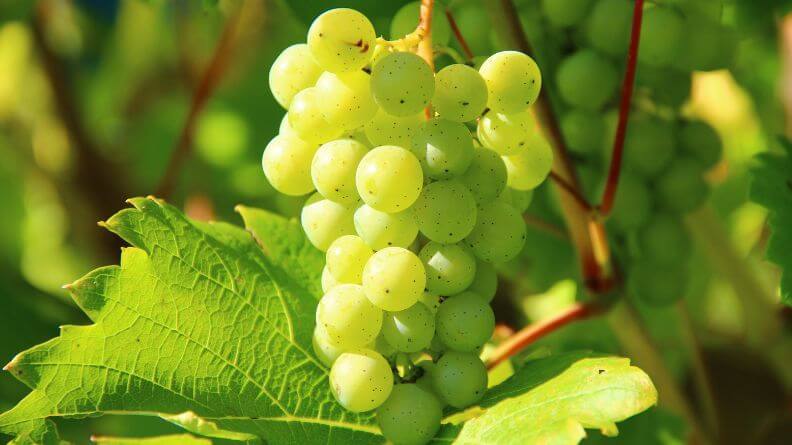 sector vitivinícola en las DO de Castilla y León