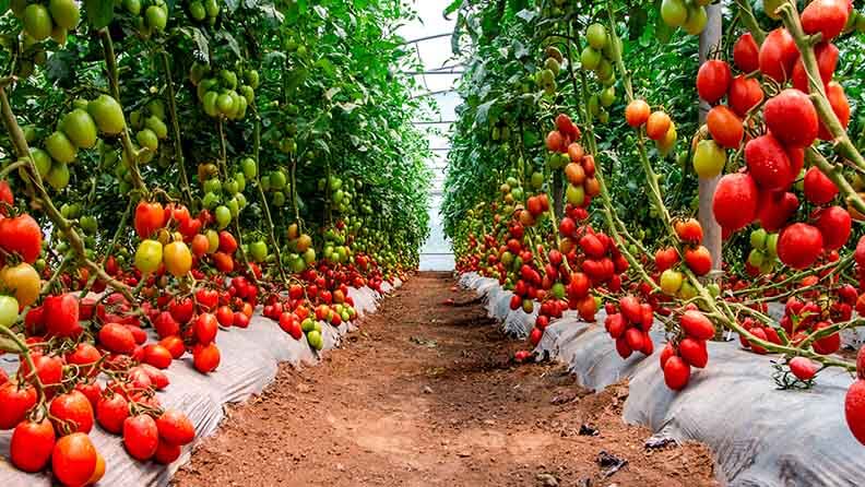 cultivo de tomates con sistemas de semiprotección agrícola sostenible