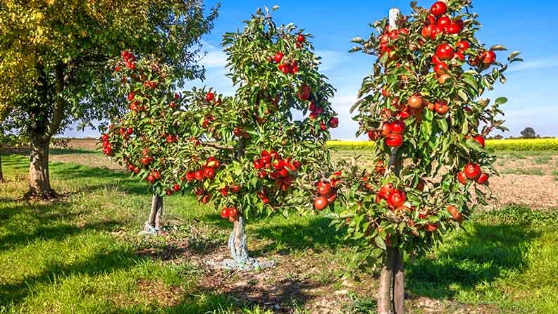 Manzanos pequeño en plantación intensiva