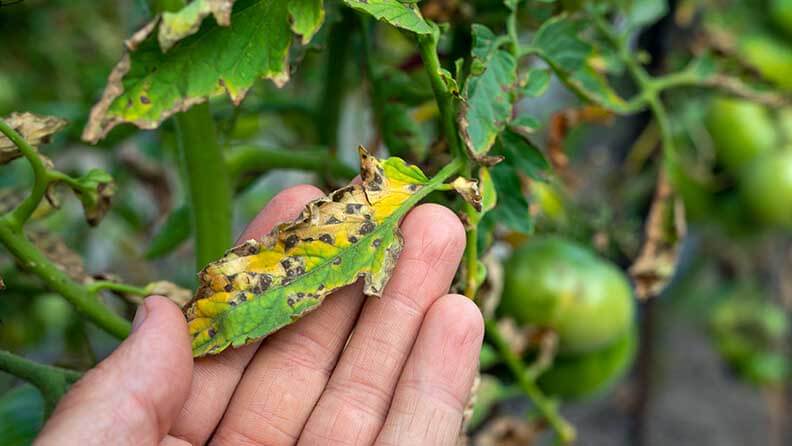 Hoja de tomate manchada y dañada por plagas