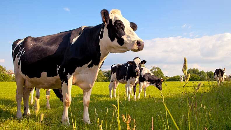 Vacas pastando en un prado verde