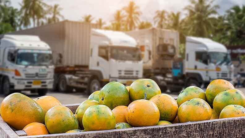 Camiones cargando frutas naranjas para districuirlas