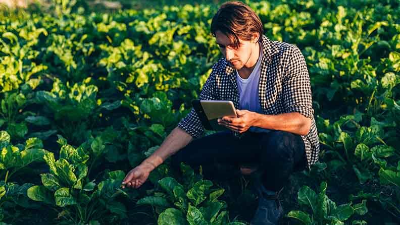  Agrónomo en un campo tomando control del rendimiento con ipad y observando una planta