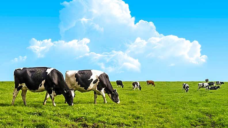 Vacas pastando en un prado verde, imagen de ganadería sostenible 