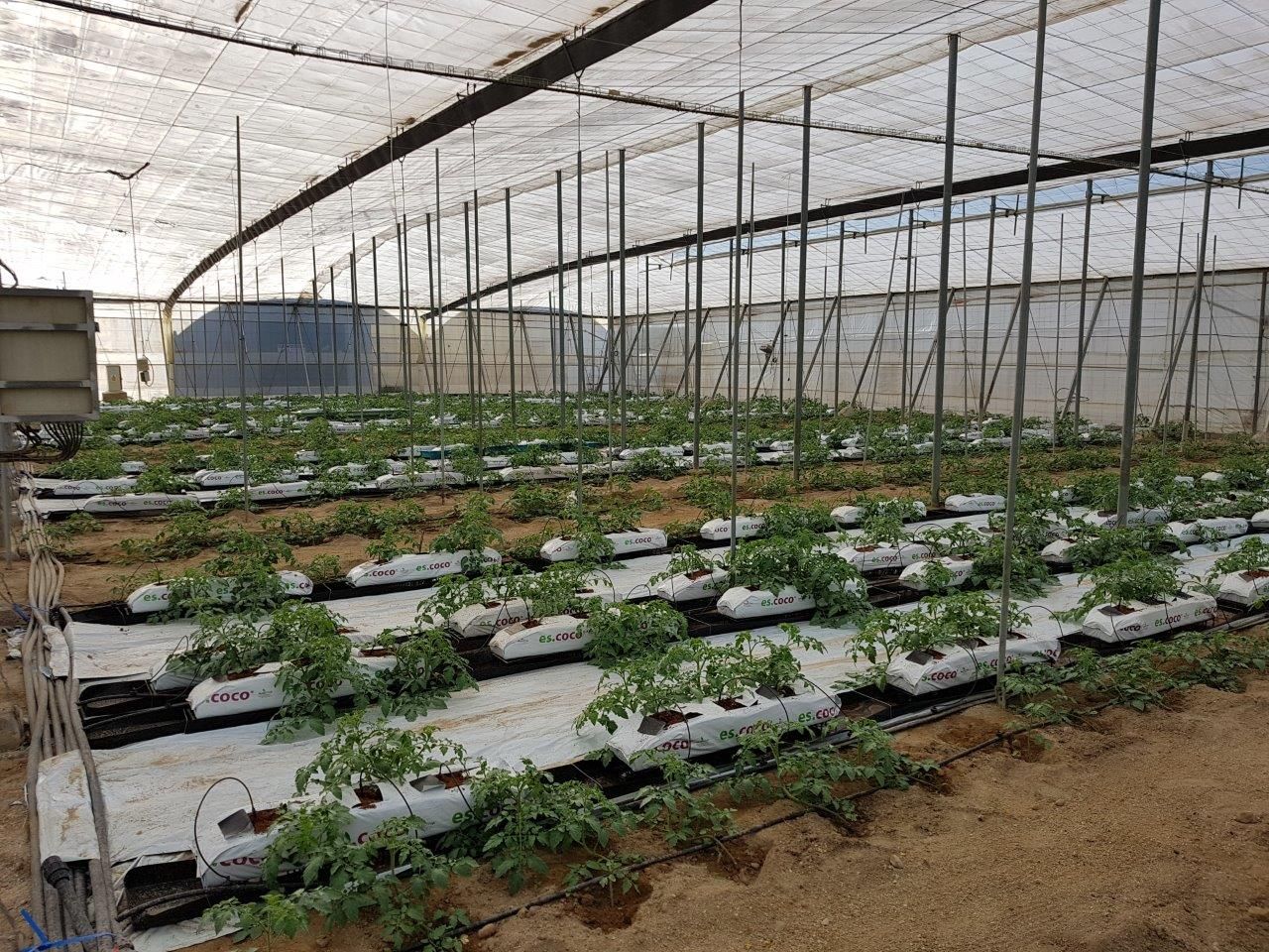 Invernadero de cultivos hortícolas