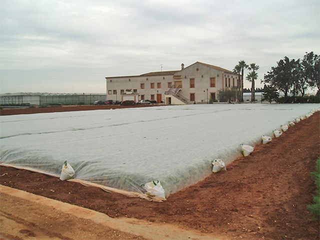 Plantación col china con cubierta flotante