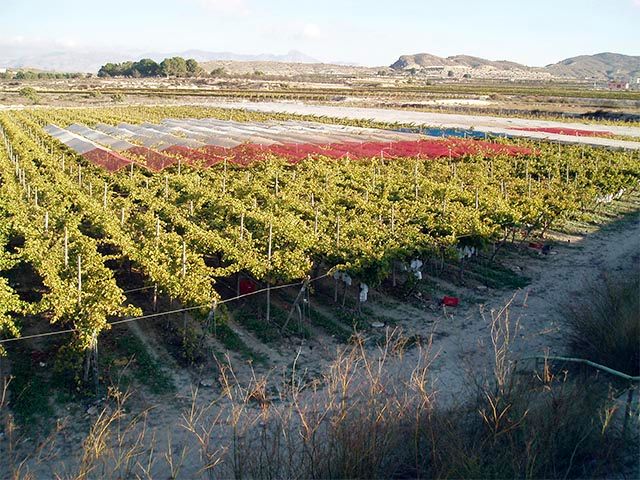 Mallas en plantación uva de mesa