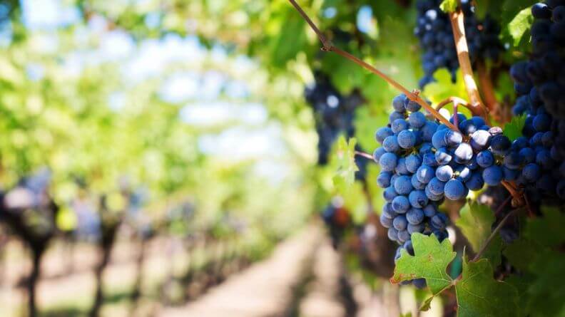 viticultura sostenible y de calidad